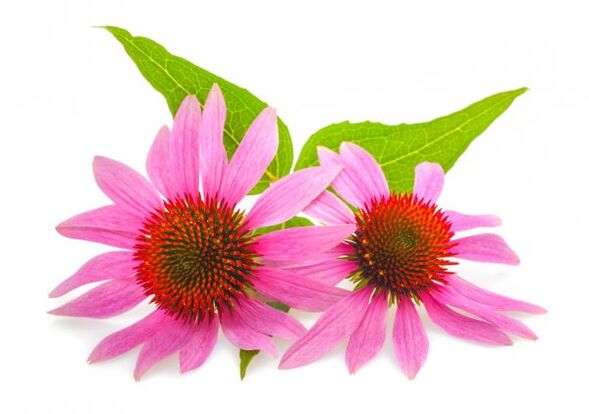 Clean Forte enthält Echinacea purpurea-Extrakt