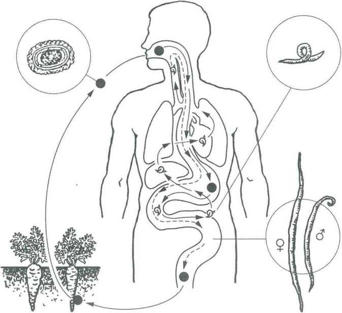 Die Hauptdurchdringung von Parasiten im menschlichen Körper
